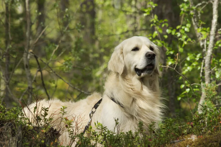 Golden retriever într-o fotografie orizontală